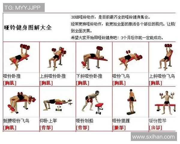 提升核心力量与全身肌肉锻炼的仰卧起坐板与哑铃凳的完美结合